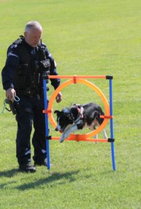 Pokaz psa policyjnego - pies pokonujący przeszkodę w asyście policjanta
