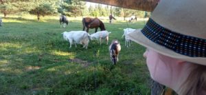 Uczestniczka kolonii obserwująca kozy i konie w zagrodzie.