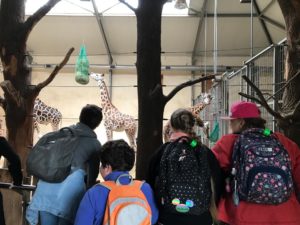 Uczniowie obserwujący żyrafy w zagrodzie.