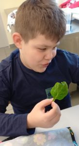Uczen trzymający liść szpinaku.