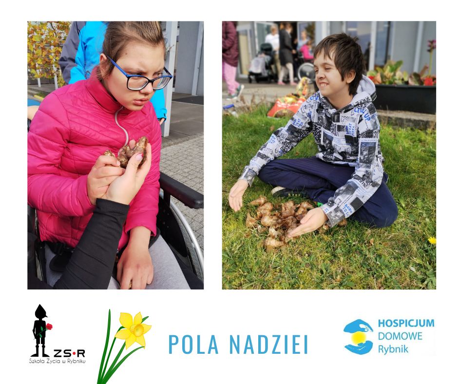 Sadziliśmy kolejne żonkile w ramach akcji „Pola nadziei”