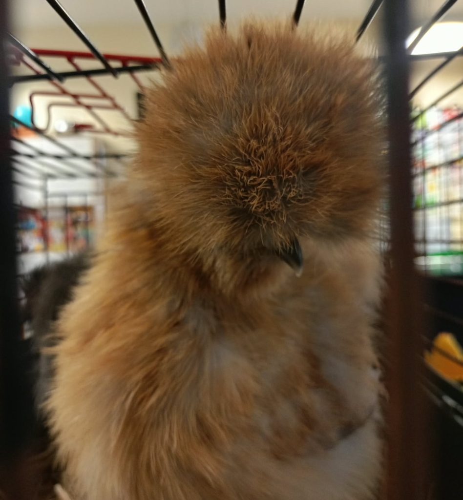 Kurki Silki odwiedziły naszych przedszkolaków Kurki Silki odwiedziły naszych przedszkolaków